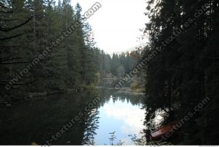 Photo Reference of Background Forest